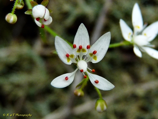 {Hydatica petiolaris}